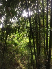 Bambusa stenostachya