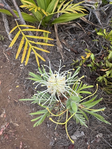 Grevillea banksii observed 2025-10-19