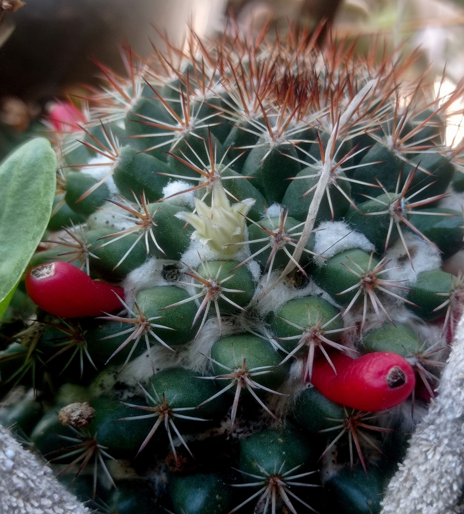 Mammillaria mammillaris, GH2G+M5C, 5138, Mérida, Venezuela