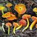 Hygrocybe occidentalis - Photo (c) Alan Rockefeller, some rights reserved (CC BY), uploaded by Alan Rockefeller