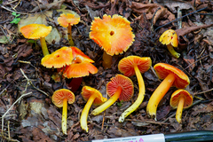 Hygrocybe occidentalis