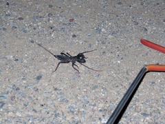 Mastigoproctus tohono