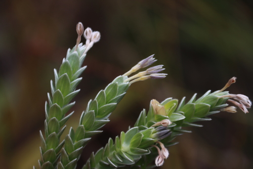 Tile Capesaffron (Gnidia imbricata)