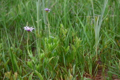 Dimorphotheca spectabilis