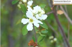 Exochorda