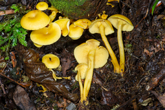 Tricholomopsis aurea
