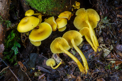 Tricholomopsis aurea