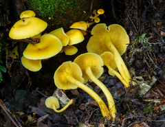 Tricholomopsis aurea