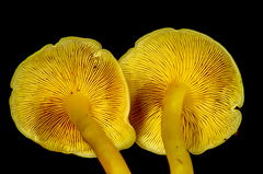 Tricholomopsis aurea
