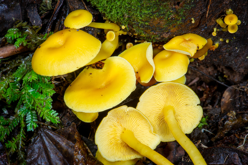 Tricholomopsis aurea