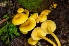 Tricholomopsis aurea