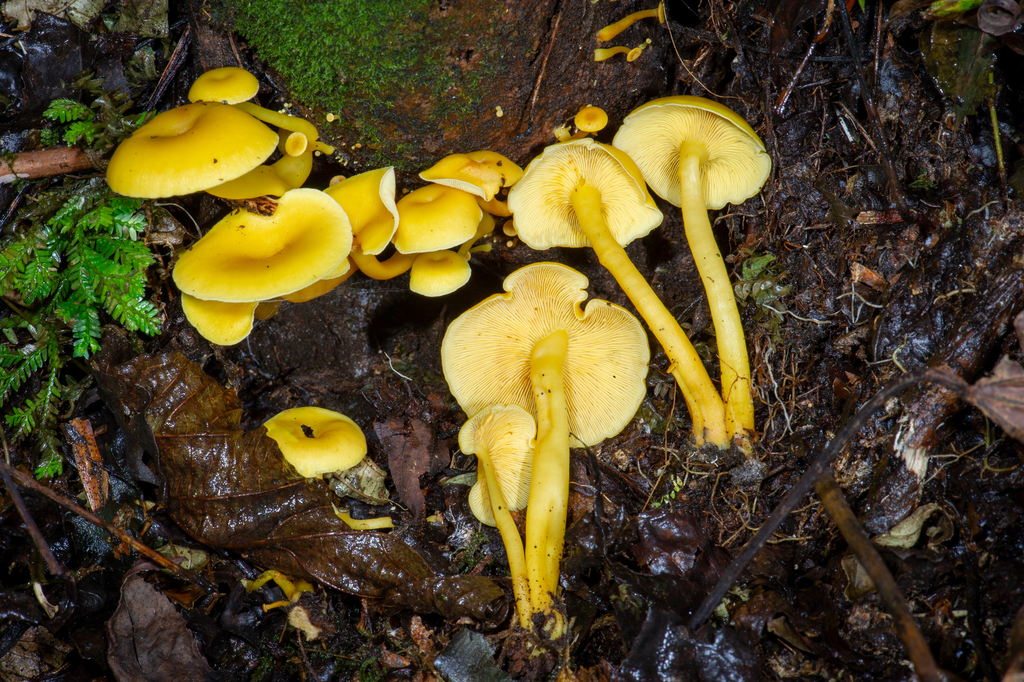 Tricholomopsis aurea