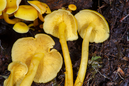 Tricholomopsis aurea