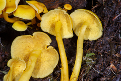 Tricholomopsis aurea