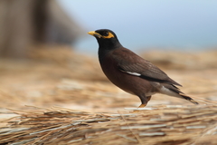 Acridotheres tristis