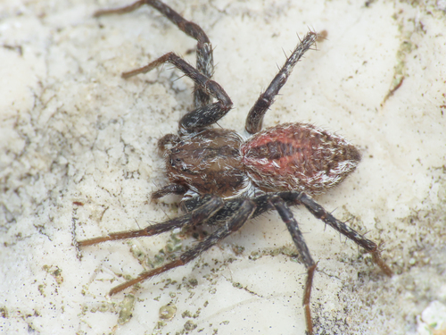 Thanatus atratus