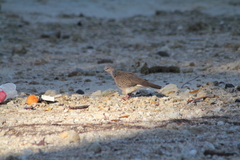 Streptopelia chinensis