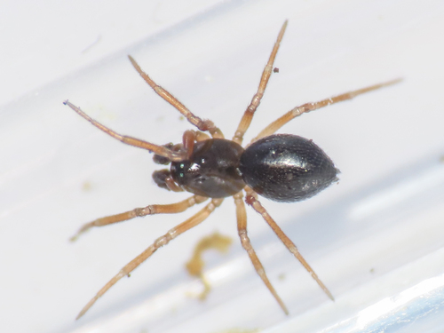 Typhochrestus digitatus