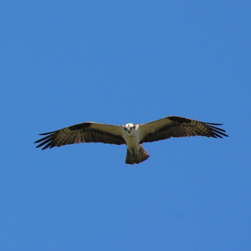 iNaturalist observation photo of American Osprey