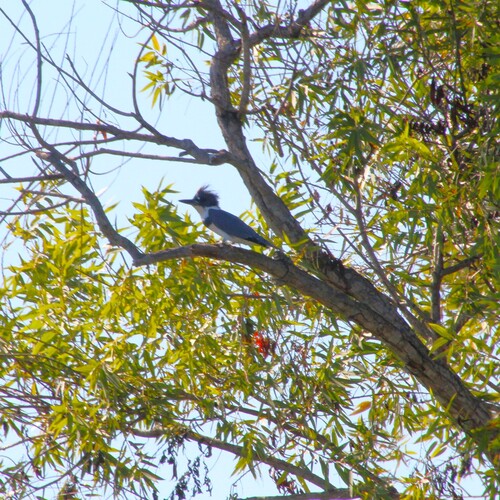 iNaturalist observation photo of Belted Kingfisher