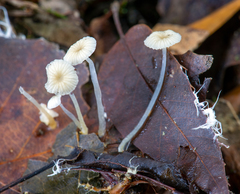 Mycena guzmanii