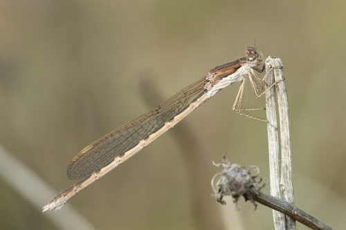 Common Winter Damselfly photo 5
