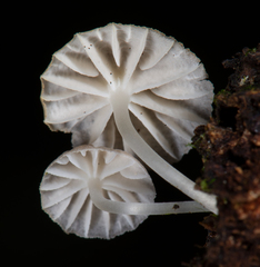 Mycena globulispora