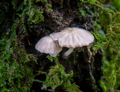 Mycena globulispora