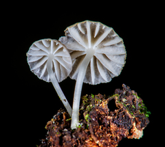 Mycena globulispora