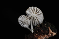 Mycena globulispora
