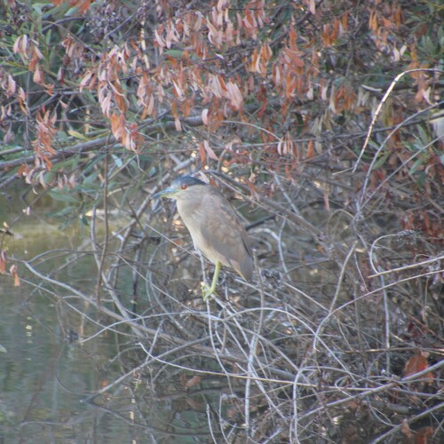 iNaturalist observation photo of Black-crowned Night Heron
