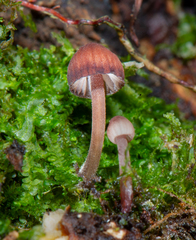 Mycena nebula