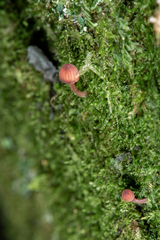 Mycena nebula