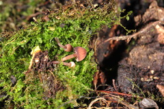Mycena nebula
