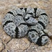 Banded Rock Rattlesnake - Photo (c) Michael Price, some rights reserved (CC BY-NC-ND), uploaded by Michael Price