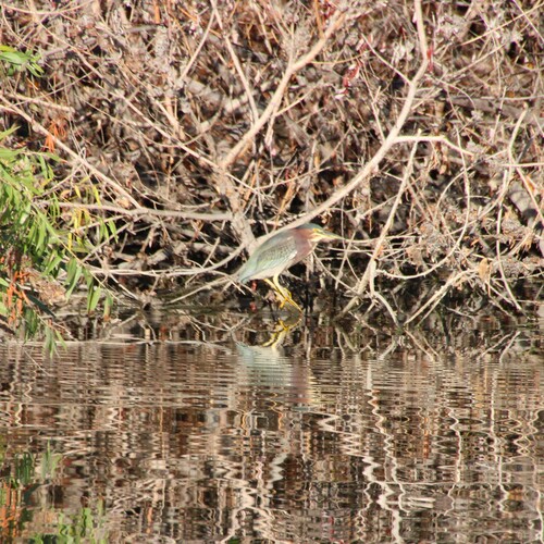 iNaturalist observation photo of Green Heron