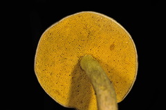 Retiboletus flavoniger