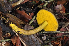 Retiboletus flavoniger