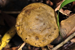 Retiboletus flavoniger