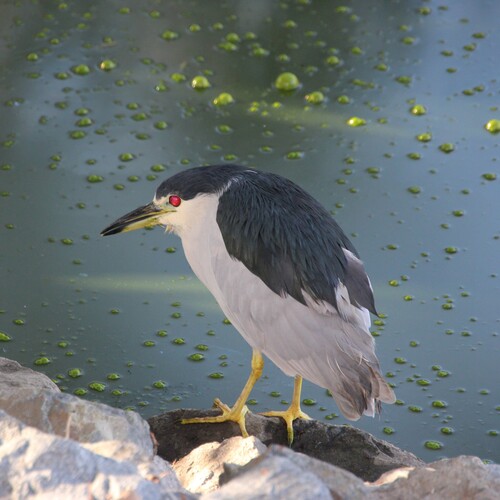 iNaturalist observation photo of Black-crowned Night Heron