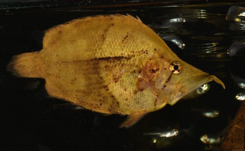 Amazon leaffish (Monocirrhus polyacanthus) — Polycentridae — 4