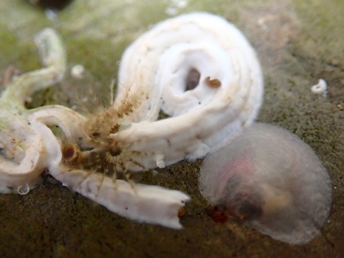 Photo of European fanworm (Spirobranchus triqueter)