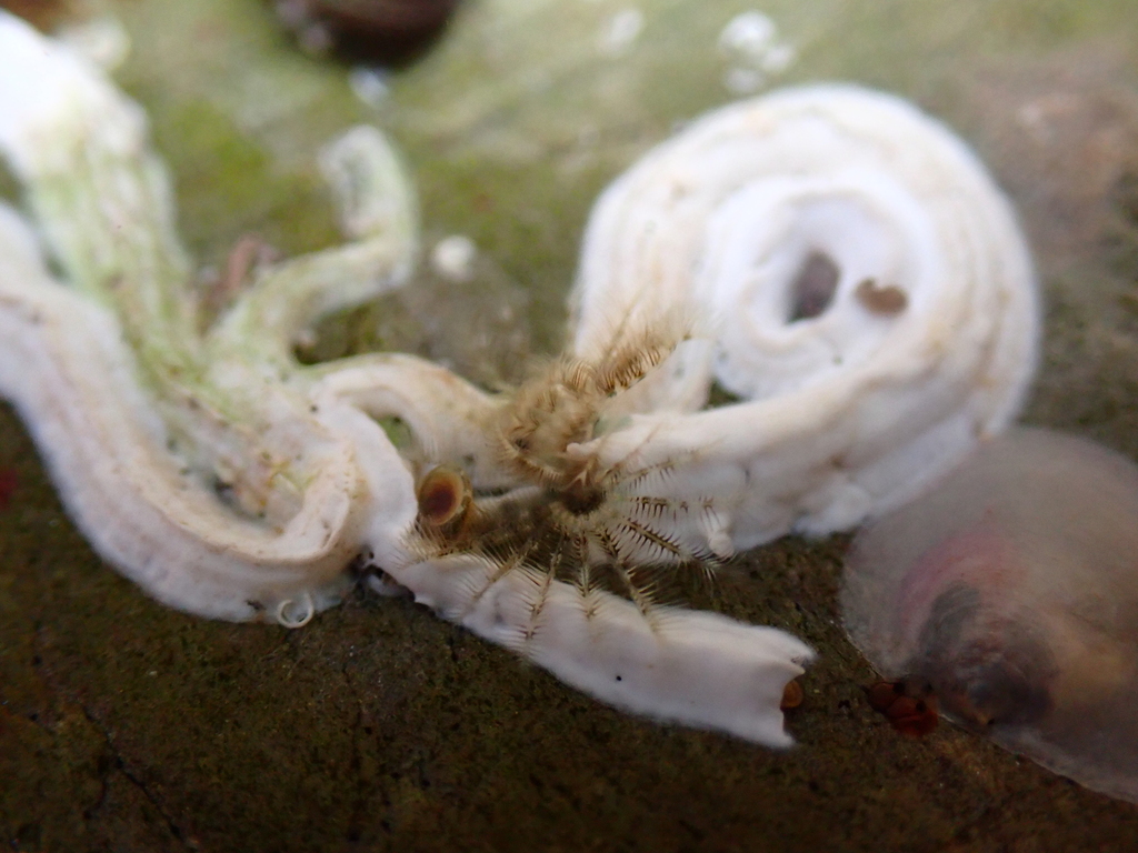 Photo de Spirographe en triangle (Spirobranchus triqueter)