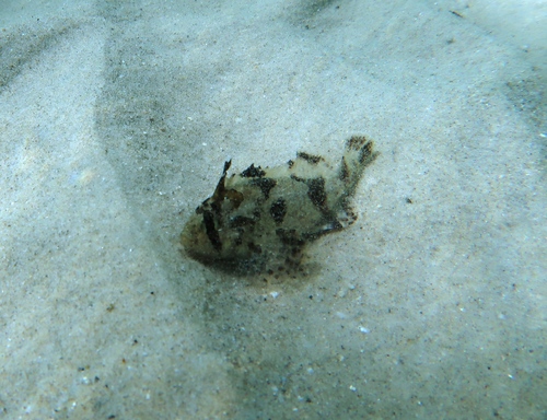 Cobbler (Gymnapistes marmoratus) — Tetrarogidae — 3