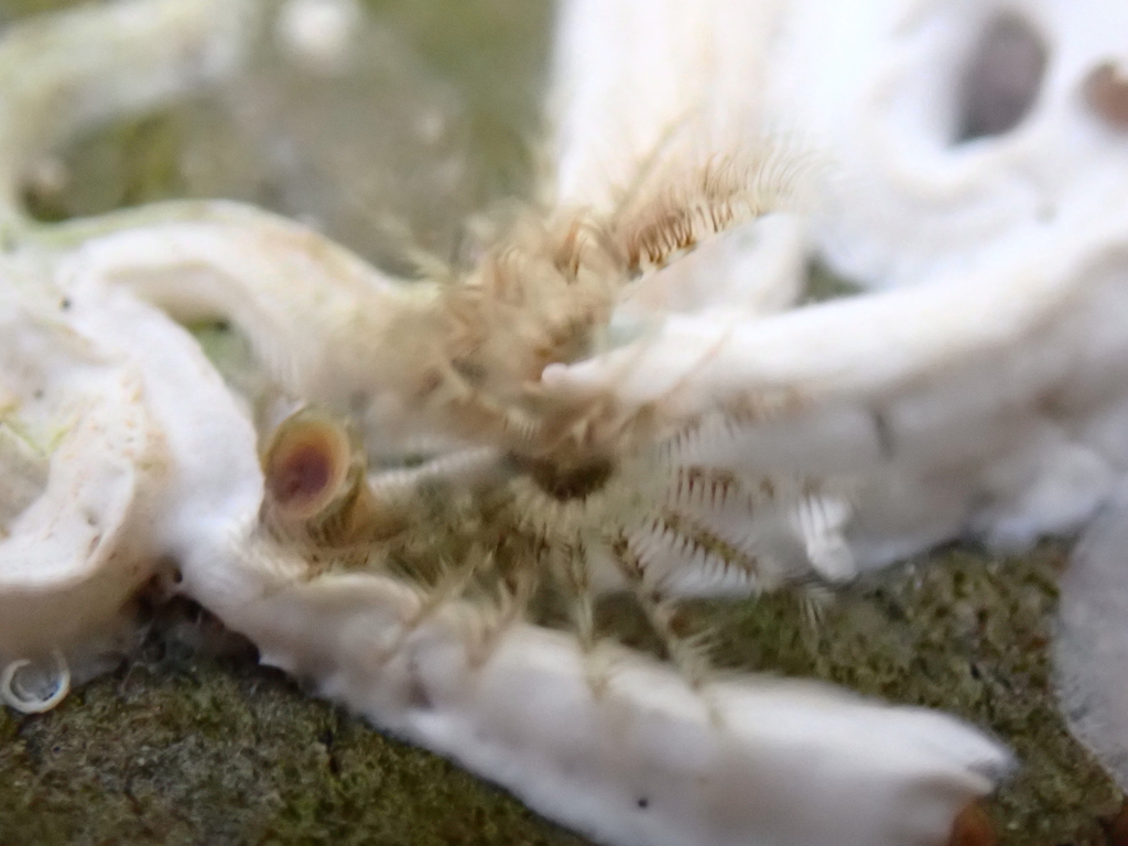 Photo of European fanworm (Spirobranchus triqueter)