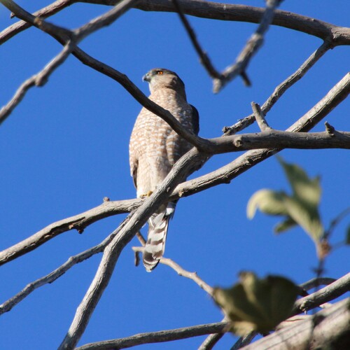 iNaturalist observation photo of Cooper's Hawk