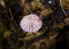 Mycena lumina