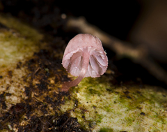 Mycena lumina