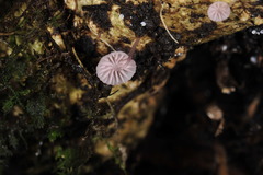 Mycena lumina