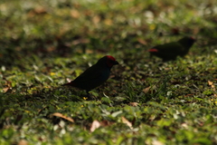 Erythrura pealii